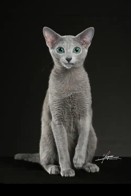 俄罗斯蓝猫amyworks,拍摄于沈阳 - 原创作品 - 站酷(zcool)