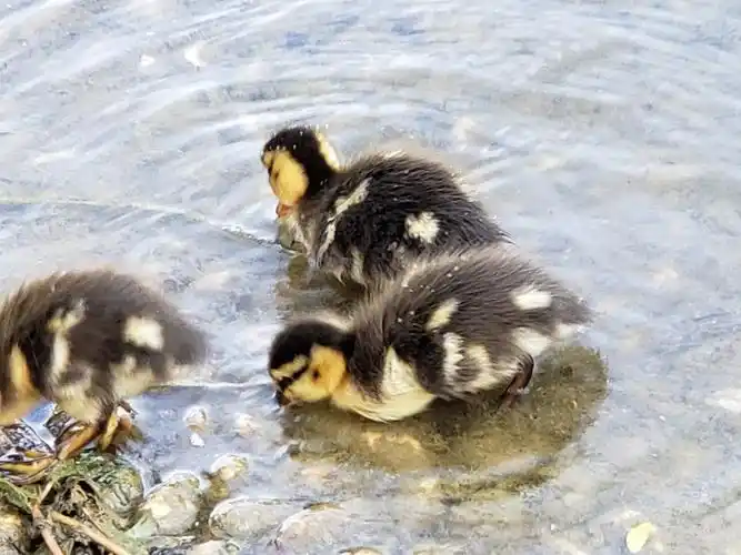 5月25日刚孵化出来的可爱的小鸭,共11只.