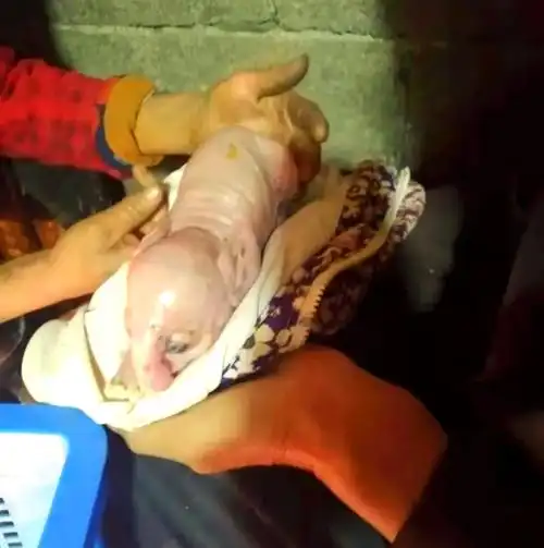 襄阳惊现"猪生象"的奇迹,母猪产下酷似象崽的畸形猪!