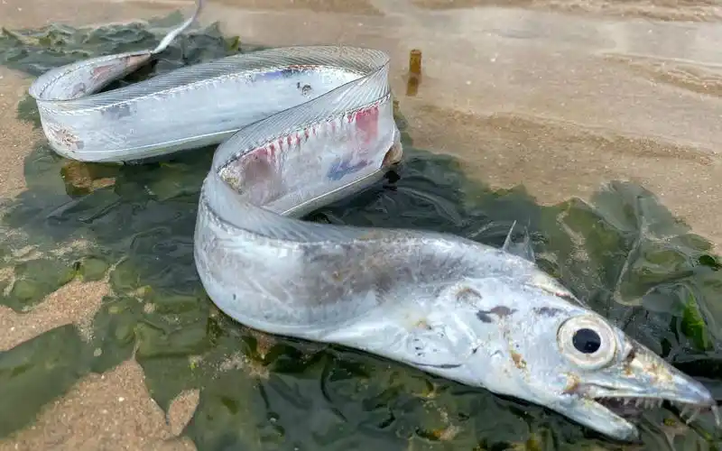 大庆赶海抓到了很少有人见到的活带鱼还张着大嘴要咬人