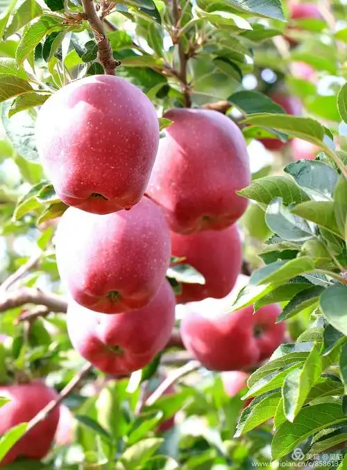 苹果红红 欢度国庆