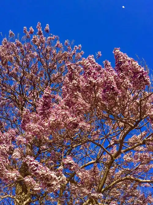 驿城新区大道边有两颗梧桐树开花很漂亮.