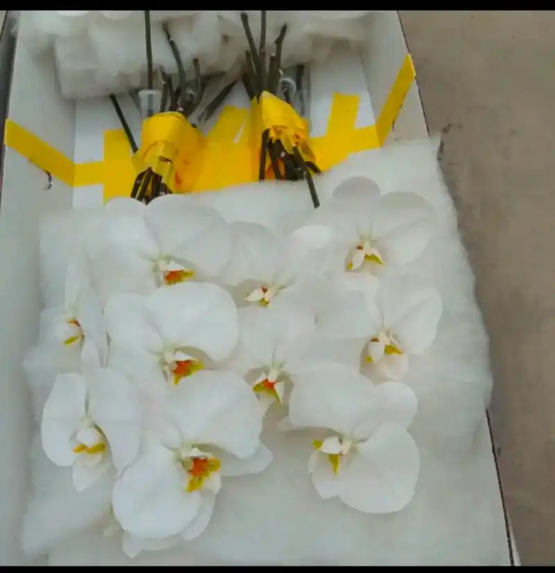 82蝴蝶兰【大白v3】鲜切花盆栽基地直销.91【特价大白v3】 - 抖音