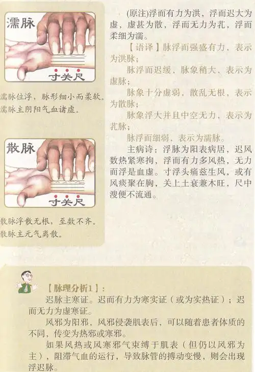 《林政宏濒 湖脉学一学就通正版 中医脉学 脉诊把脉入门书籍 濒湖脉学