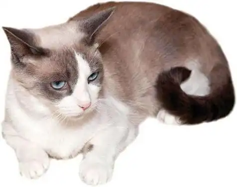 宠物猫品种图片和资料大全大图,宠物猫品种图鉴