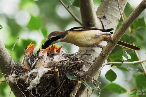 感受拍鸟的苦与乐