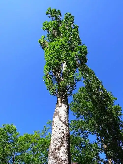 关于白杨树的感慨和感动