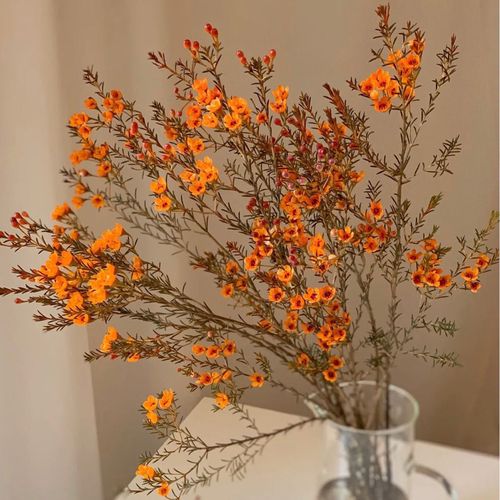 腊梅 澳洲腊梅鲜花 家庭插花年宵花  节日礼物 包邮