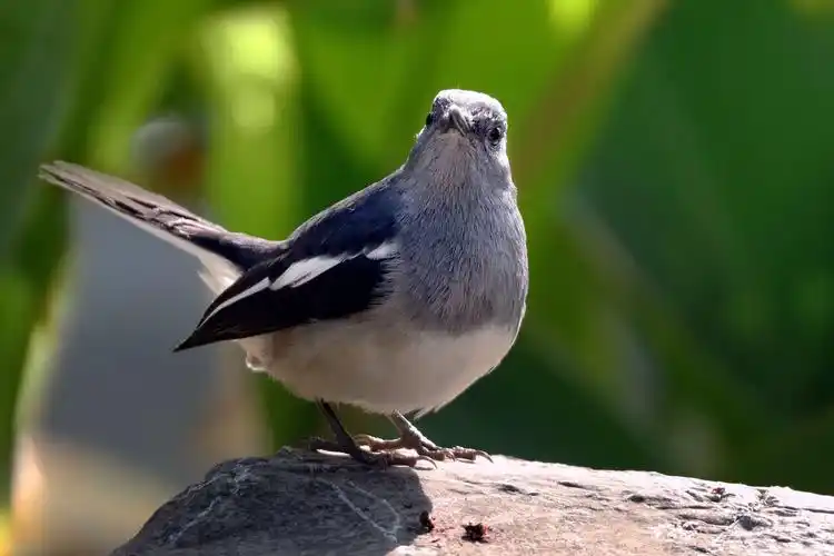 小南湖公园的四喜鸟