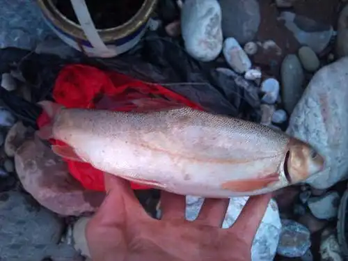 金沙江有一种叫"水米子"的鱼,令我乐而忘返_手机搜狐网