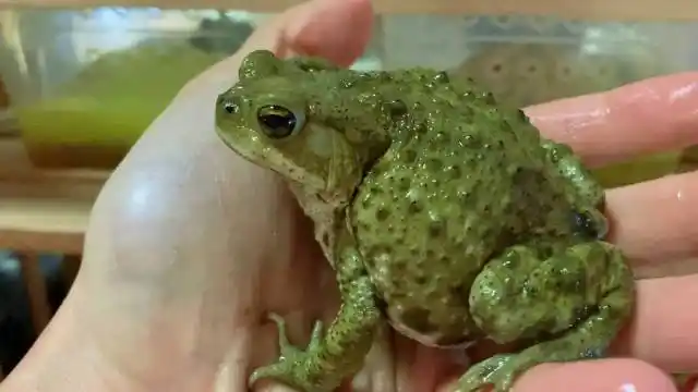 大家喜欢的小蛤蟆