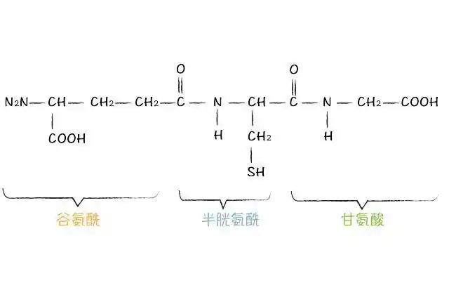 谷胱甘肽就是一种三肽,由甘氨酸,半胱氨酸和谷氨酸三种氨基酸连接而成