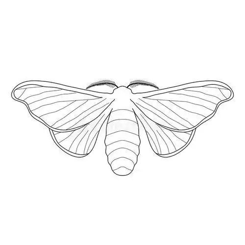 蚕变成蝴蝶的简笔画