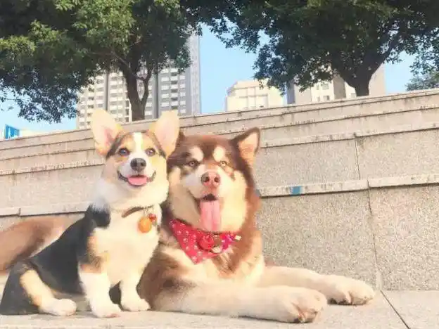 阿拉斯加和柯基的反差萌,一长一短,正好可以取长补短