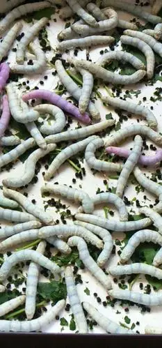 有颜色的蚕宝宝真是漂亮啊!