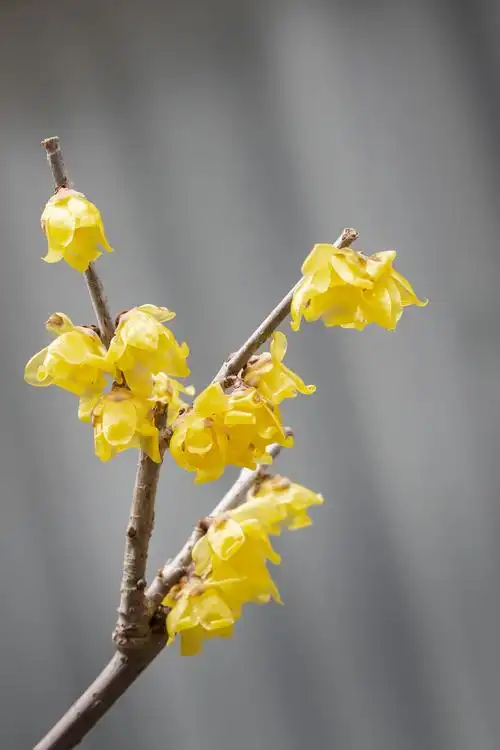最美颐和园,腊梅花盛开