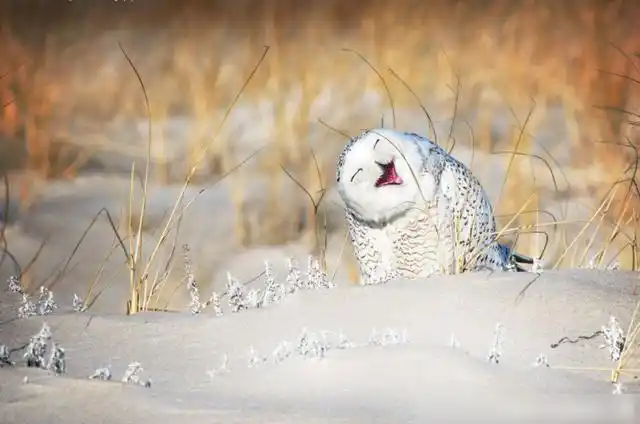 土拨鼠雪鸮猎豹2020年2月24日第十三届全国人大常委会第十六次会议中