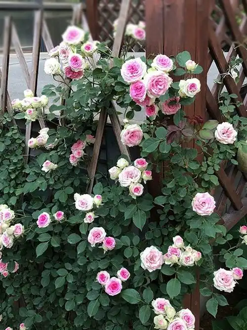 花苗庭院四季藤小伊迷你小伊甸园植物爬藤攀援花卉盆栽月季藤本