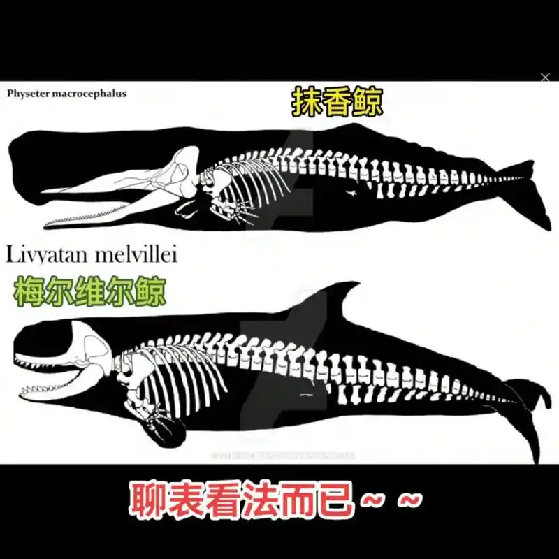 所以,咱那个恐龙复原图靠谱吗?这只有骨架, - 抖音