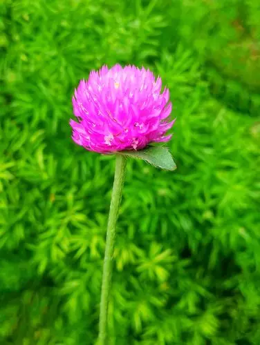 千日红花别样红