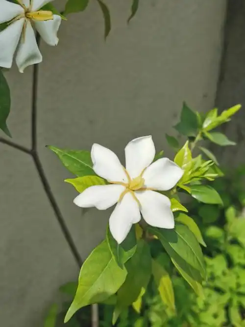 背阴角落零维护的小叶栀子好的不得了