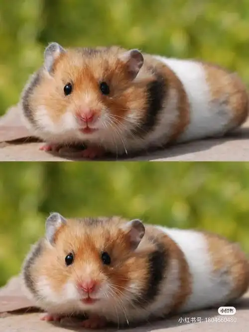 图片[8]-新手养鼠| 仓鼠金丝熊老年饲养攻略长寿-宠物乐园