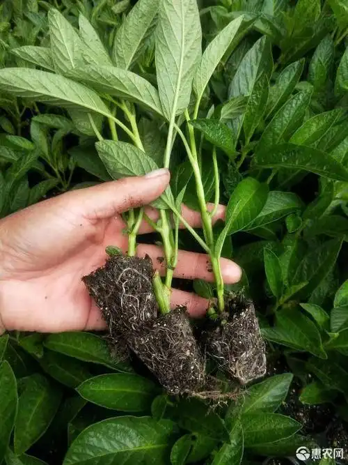 青海门源人参果苗,脱毒现苗,高产高收利民首选