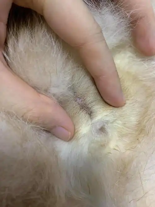 【讨论】公猫蛋蛋上毛发根部有很多黑点点,求问啥情况