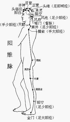 奇经八脉之阳维脉阴维脉