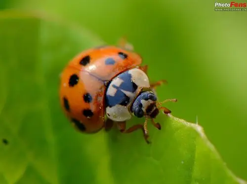 甲壳虫 - 动物植物 - photofans摄影网