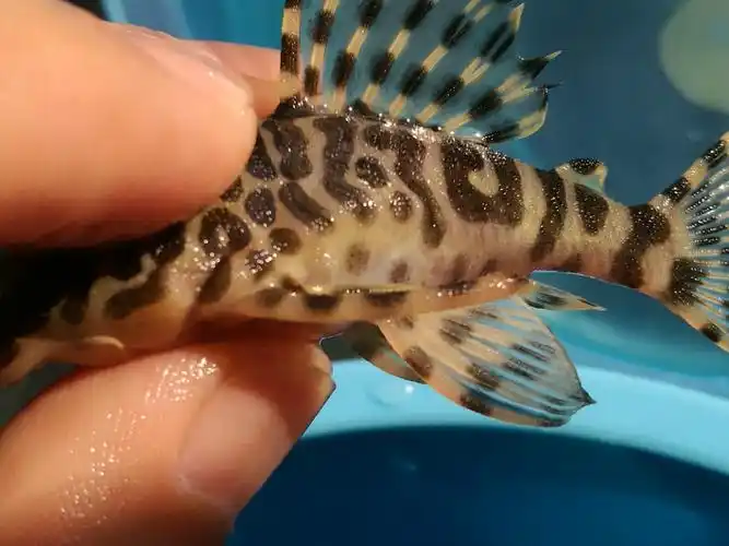 [鱼友广告] 黄金斑马异形(已出)