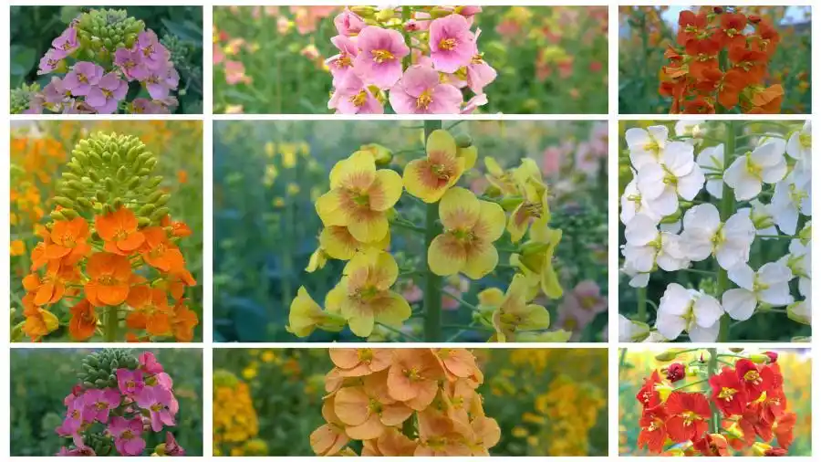 彩色油菜花.(拼版图片 受访者供图)