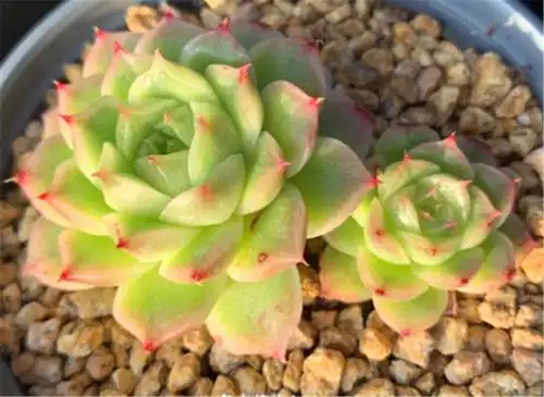 最清新美丽的景天科多肉麦秆,秋天记住3要点,爆盆上色晶莹剔透