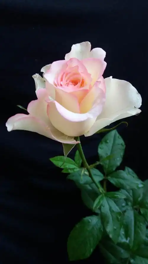 美丽可爱的玫瑰花