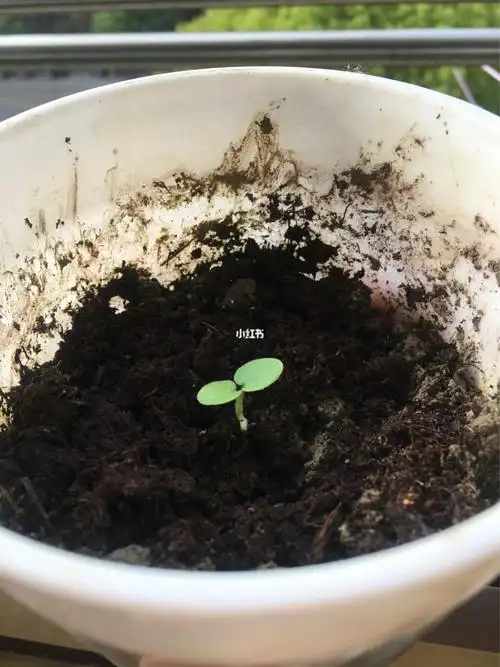 2020年的九月底播种下直立天竺葵的种子,经过了漫长的冬天,2021年的