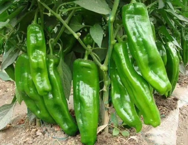 早熟微辣青椒种子苏椒五号薄皮灯笼椒菜椒庭院阳台四季种辣椒子孑苏椒