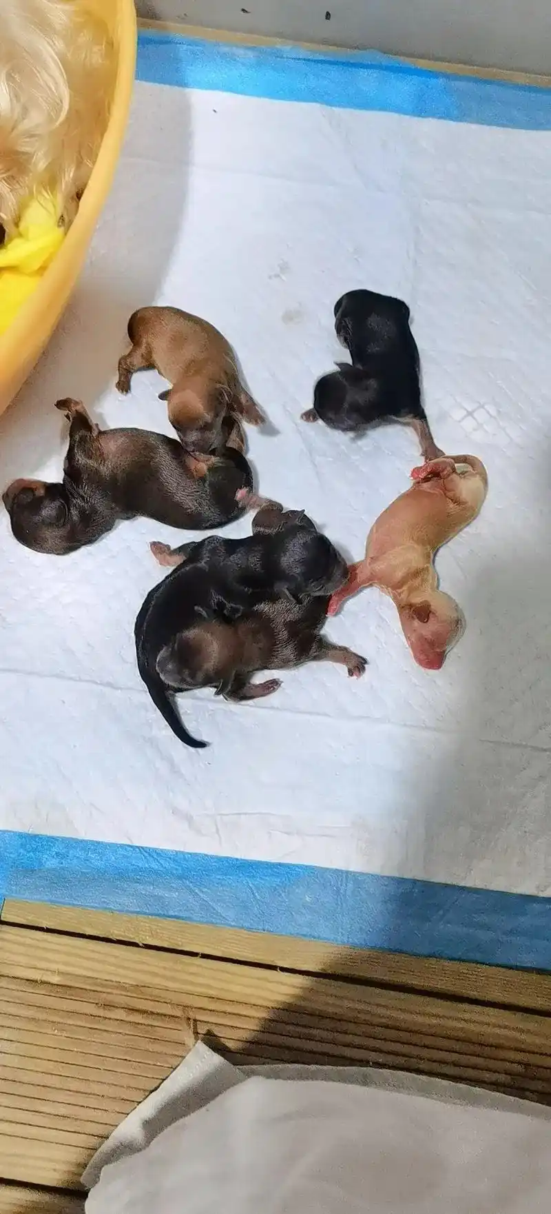 我们3窝小体约克夏宝宝同一天出生了.#约克夏 #萌宠 #萌宠 - 抖音