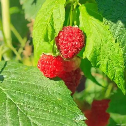常见的浆果包括草莓,蓝莓,覆盆子,黑莓,葡萄等.