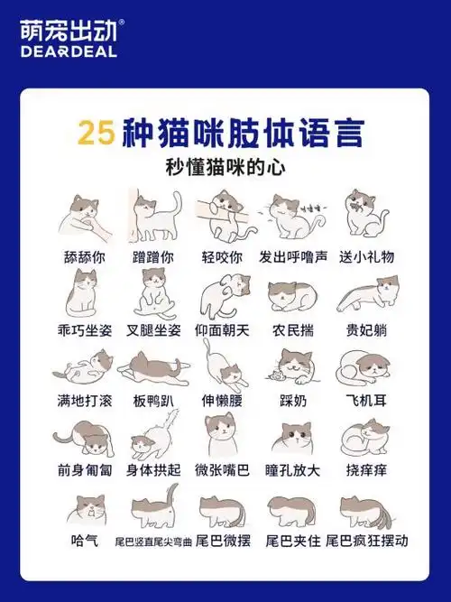 猫奴字母圈