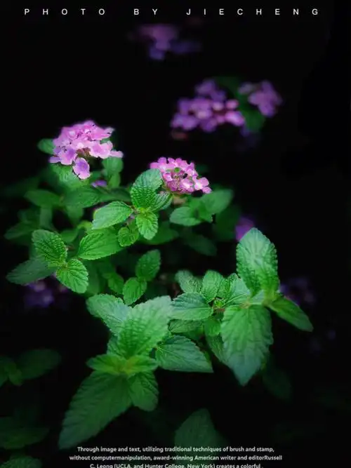 关于春天的片段薄荷花