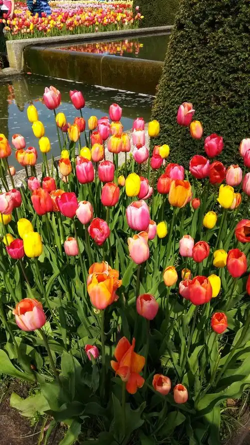 荷兰美女郁金香 - 美篇