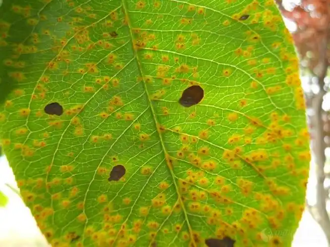梨树锈病危害严重
