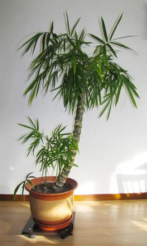 绿植花卉可水培土培佛肚竹佛竹罗汉盆栽室内绿植