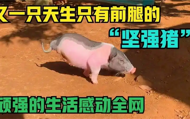 小猪天生残疾没有后腿,仅凭两条前腿倒立行走,被称坚强猪二代