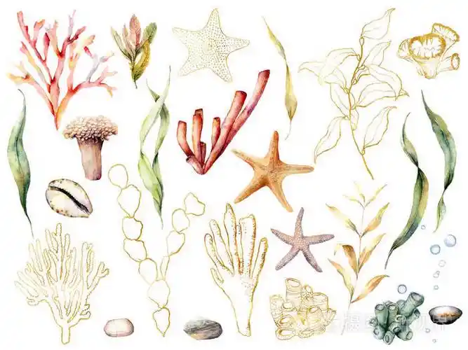 手工绘制的珊瑚礁植物,叶子和树枝孤立在白色背景上.