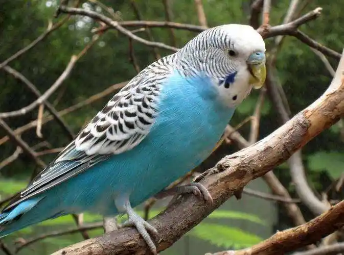 虎皮鹦鹉怎么分公母虎皮鹦鹉怎么辨别公母