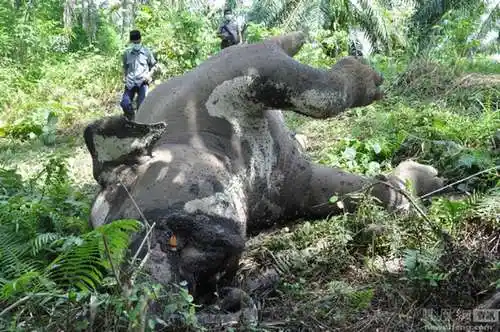 印尼大象触电死亡 全身僵硬 (组图)