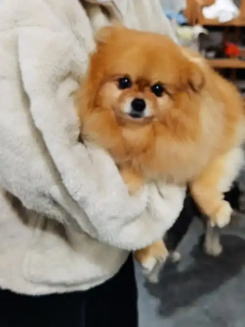 在国美上课你甚至可以撸修勾