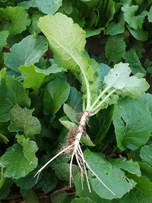 高密特产——蔓菁