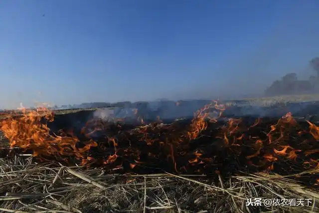 黑龙江多地提前发生玉米北方炭疽病禁烧秸秆是不是罪魁祸首